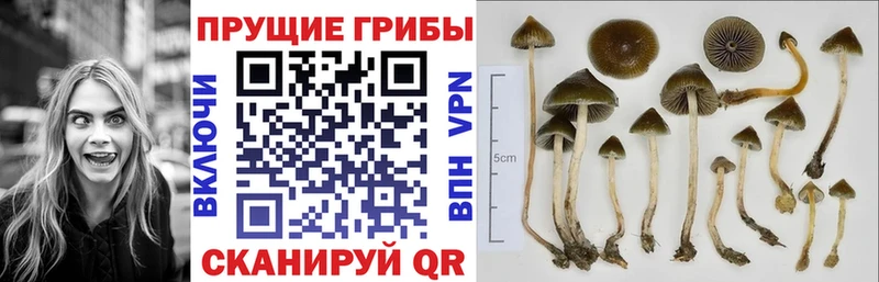 Купить закладки  Слюдянка  Псилоцибиновые грибы Psilocybine cubensis 